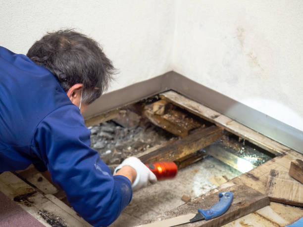 Best Preventive Mold Services in Springfield, MI
