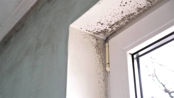 Best HVAC Mold Remediation in Springfield, MI