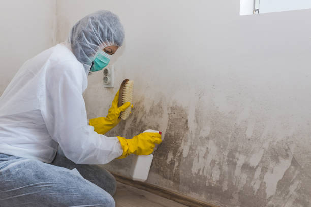 Best DIY Mold Remediation Support Services in Springfield, MI