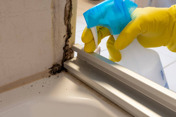 Best HVAC Mold Remediation in Springfield, MI