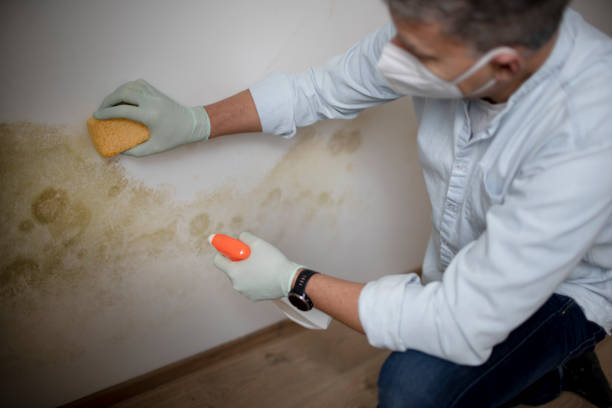 Trusted Springfield, MI Mold Remediation Experts