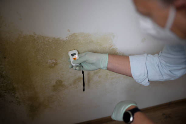  Springfield, MI Mold Removal Pros