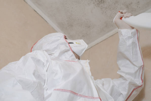 Best Preventive Mold Services in Springfield, MI
