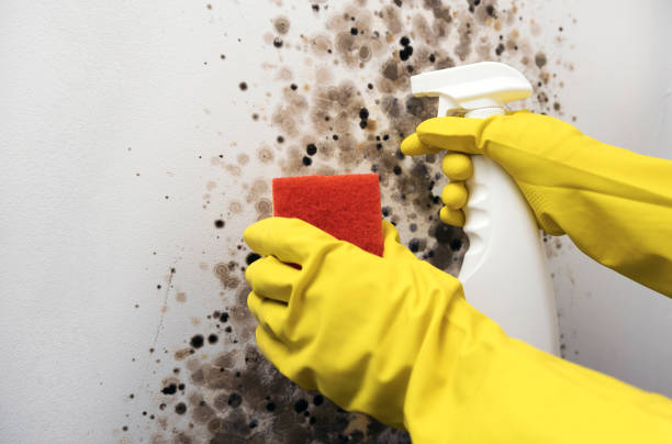 Best Insurance-Related Mold Remediation in Springfield, MI