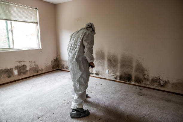 Best Basement Mold Remediation in Springfield, MI